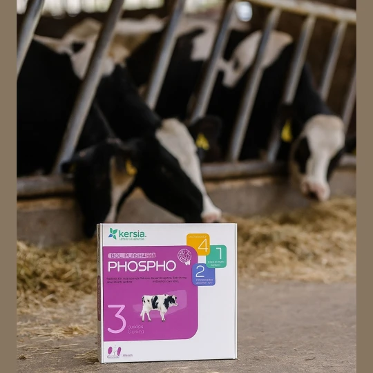 Kersia Boliflash Phospho Bolus – wsparcie fosforowe przy wycieleniu